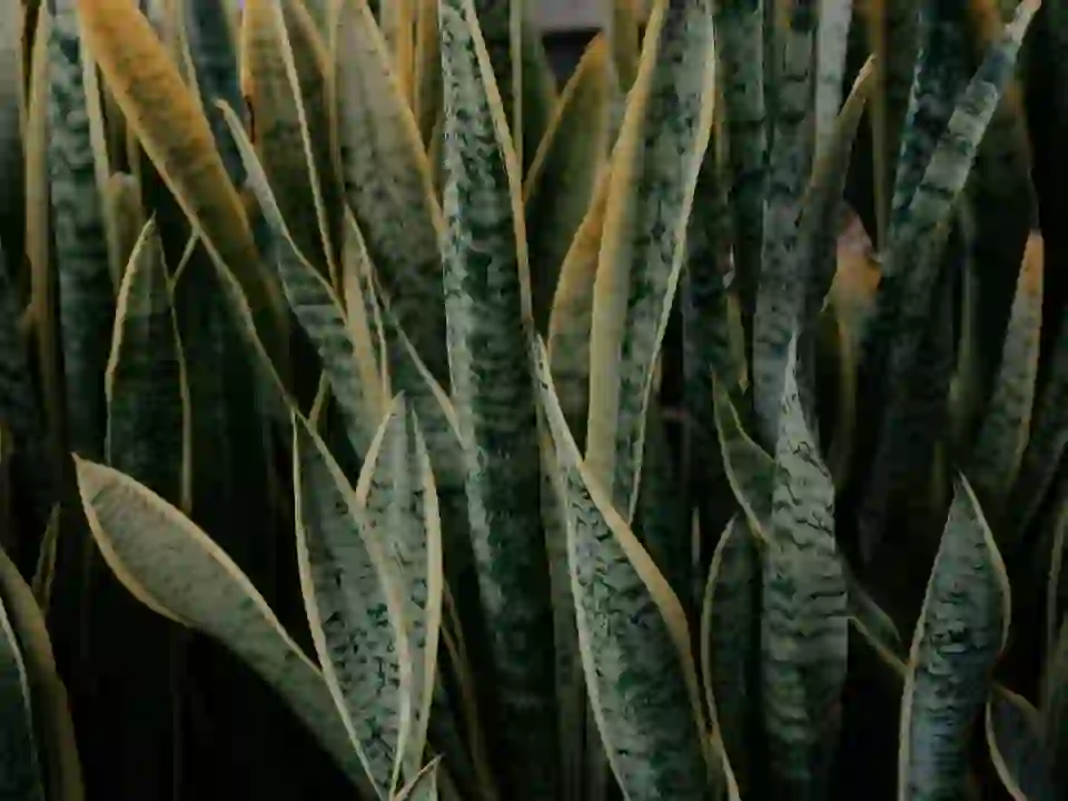Snake Plant