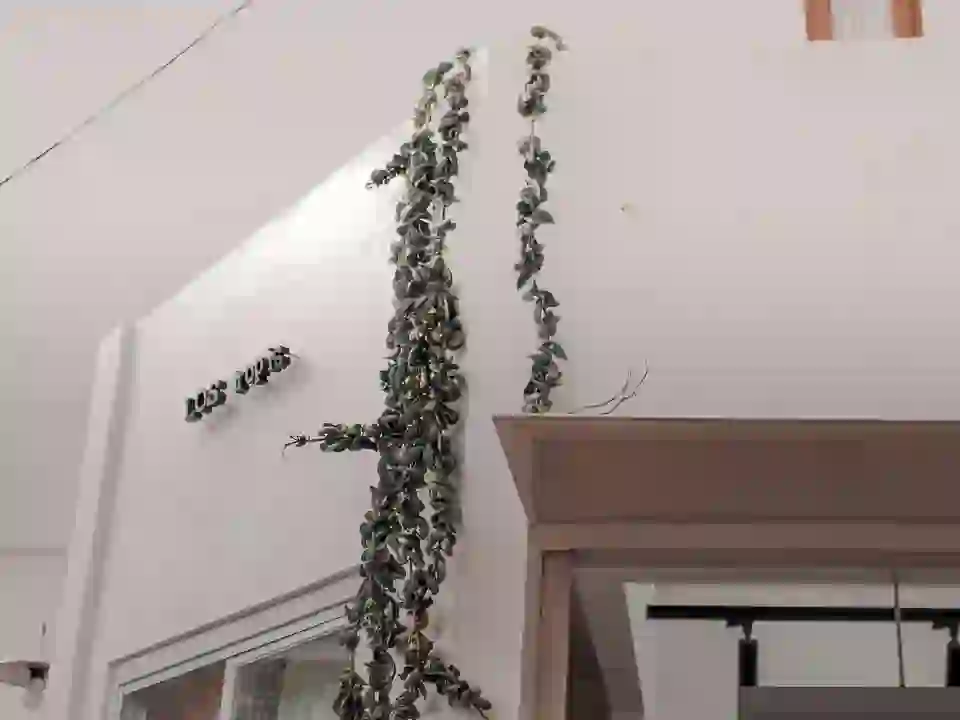 Pothos