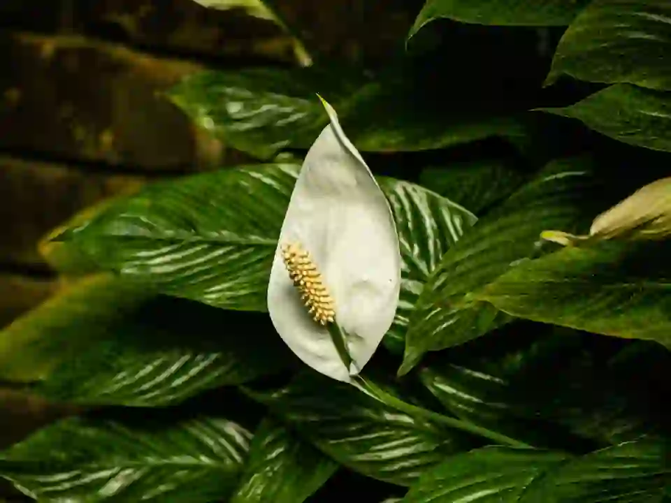 Peace Lily